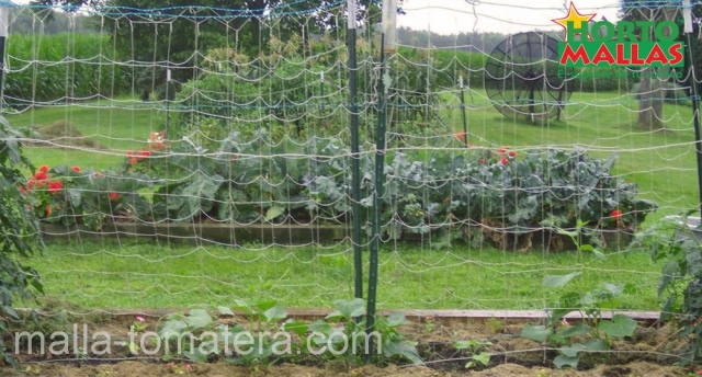 malla tomatera en invernadero