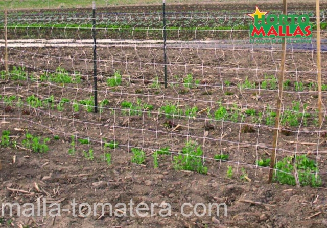 cultivo de tomate con implementacion de HORTOMALLAS.