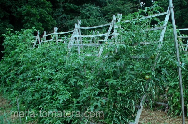 doble muro en cultivo de tomate con HORTOMALLAS.