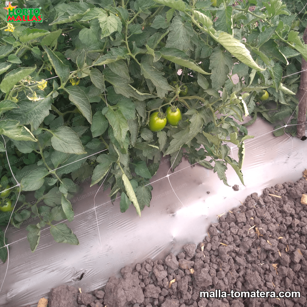 cultivo de tomates con malla tomatera